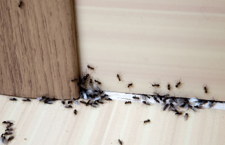 Defending Your Home against Pests: Comprehensive Solutions for Lasting Peace of Mind